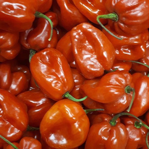 Fresh Hot Pepper/LB-noiafrican-spice