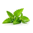 Scent Leaf (fresh)