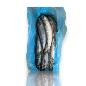 frozen mackerel