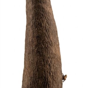 Yam (Large)